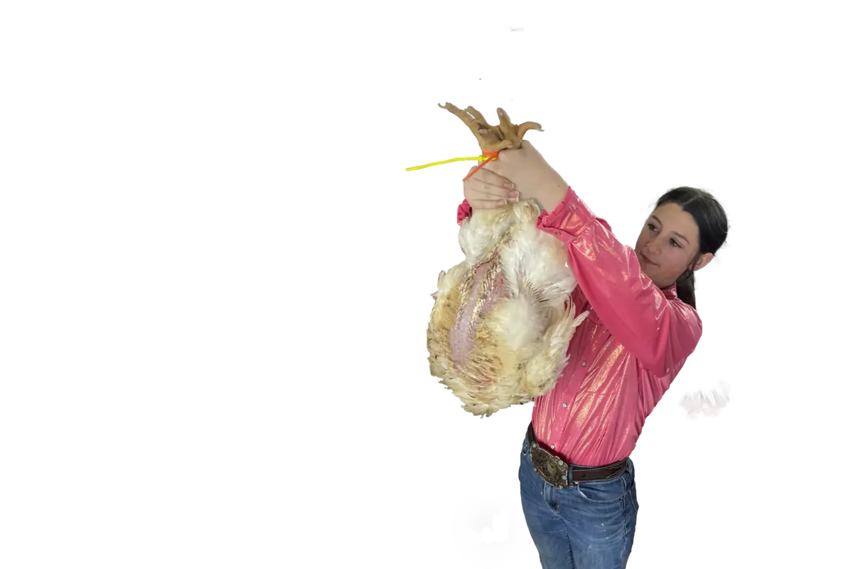 A young Sabine County exhibitor in a pink show shirt holding up a broiler chicken